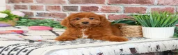 Cavapoo dogs for sale: Noelle  - Ad 1