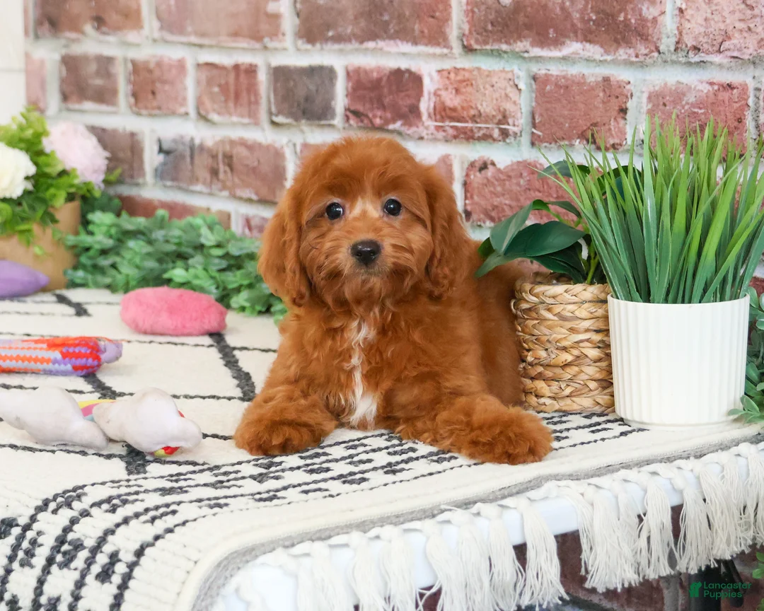 Cavapoo dogs for sale: Noelle  - Ad 1