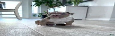 American Bully Puppy 6