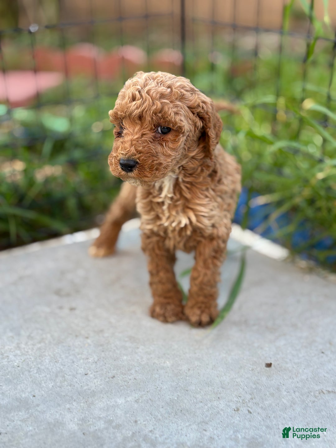 Standard Poodle dogs for sale: Charlie - Ad 6