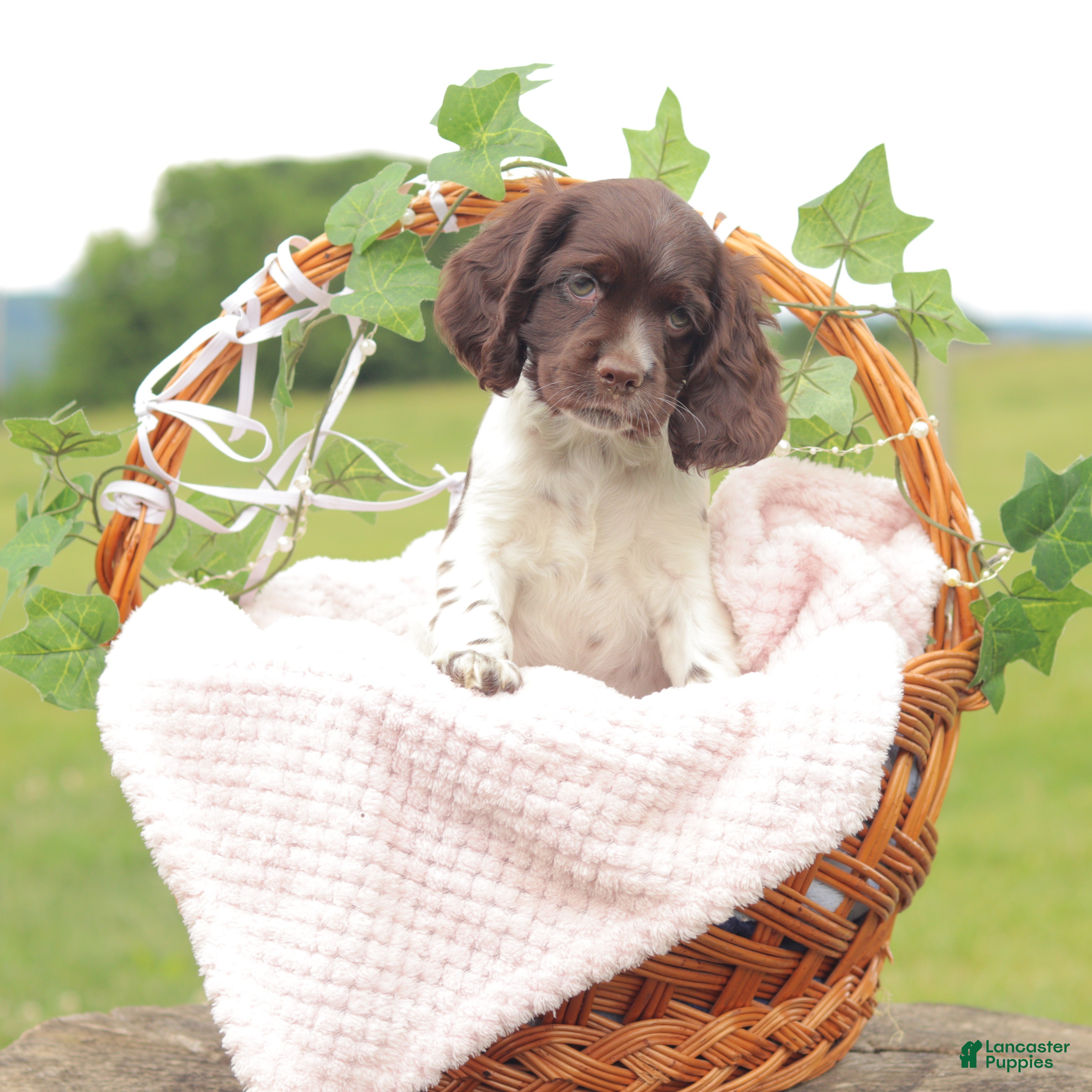 Cocker Spaniel dogs Sue - Ad 2