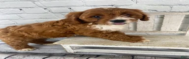 Sadie