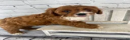 Cavapoo dogs for sale: Sadie - Ad 1