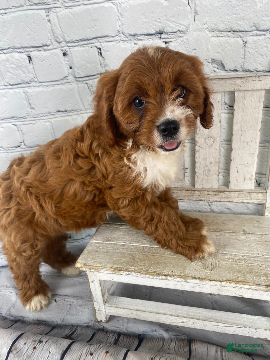 Cavapoo dogs for sale: Sadie - Ad 1