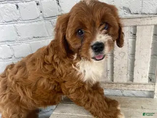 Cavapoo dogs for sale: Sadie - Ad 1