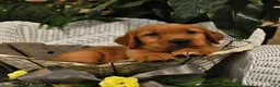 Golden Retriever dogs for sale: Bill - Ad 1
