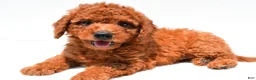 Mini Goldendoodle dogs for sale: Nick  - Ad 8