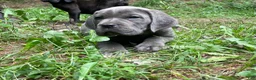 Cane Corso dogs for sale:  Titan - Ad 6