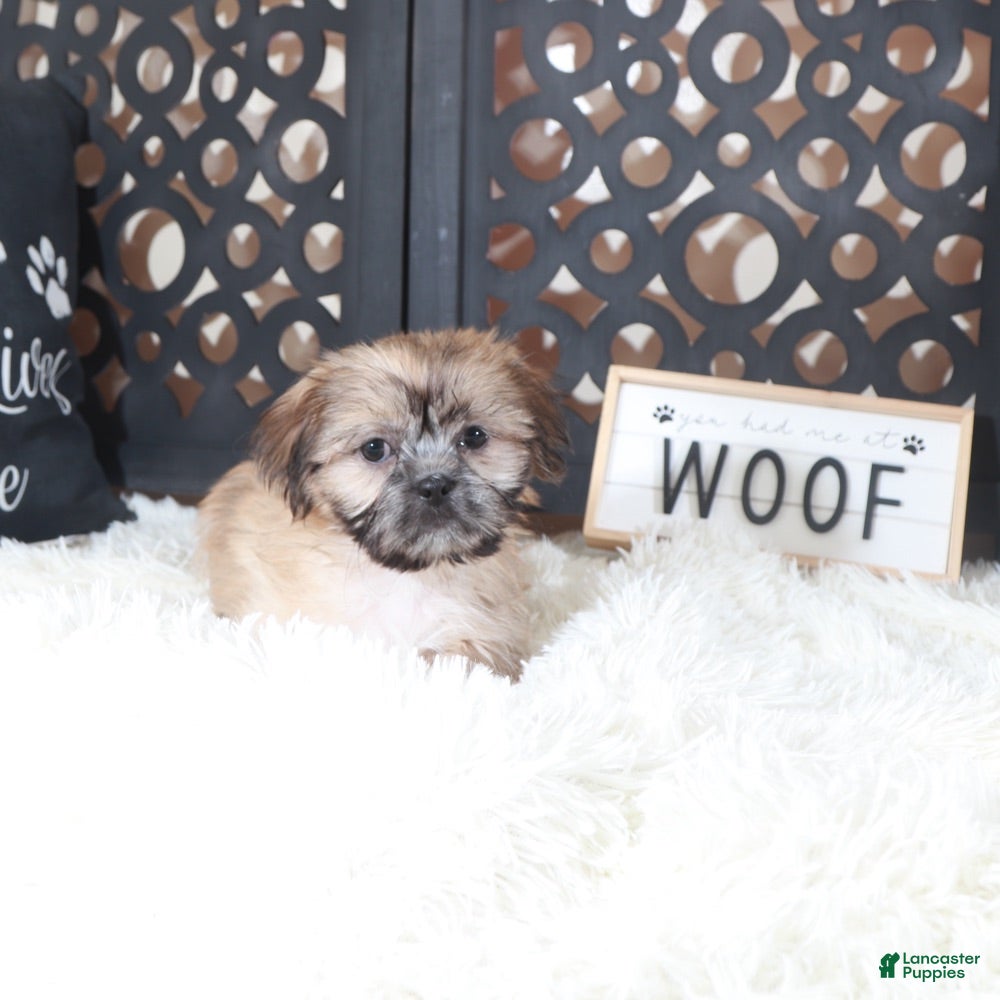 Shih Tzu dogs Duke Majestic. Brindle Shih-tzu - Ad 2