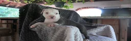 American Bully dogs for sale: Bella - Ad 6