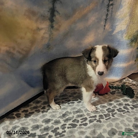 Shetland Sheepdog dogs Aaron - Ad 2