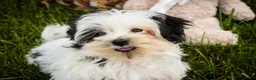 Havanese dogs for sale: Precious - Ad 6