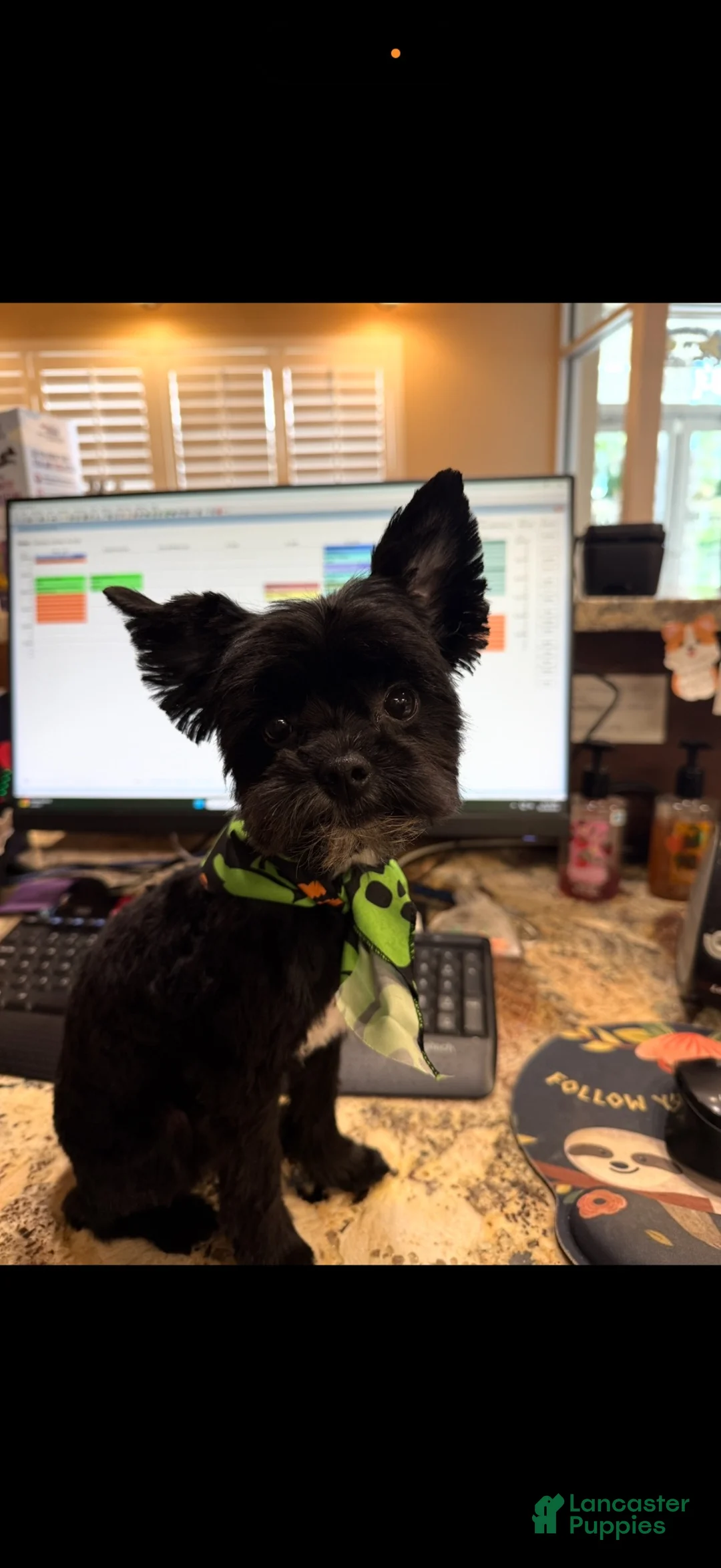 Yorkshire Terrier dogs for sale: Bear - Ad 6