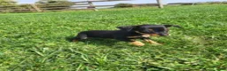 Miniature Pinscher dogs for sale: Female - Ad 6