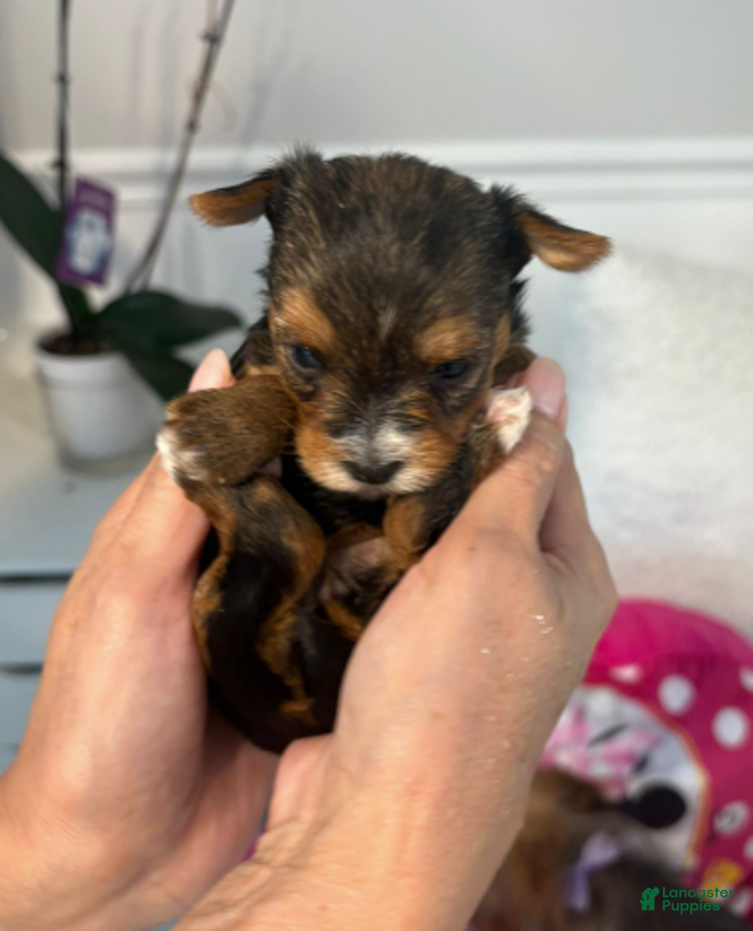 Yorkshire Terrier dogs for sale: Bob - Yorkshire Terrier Puppy 1 - Ad 1