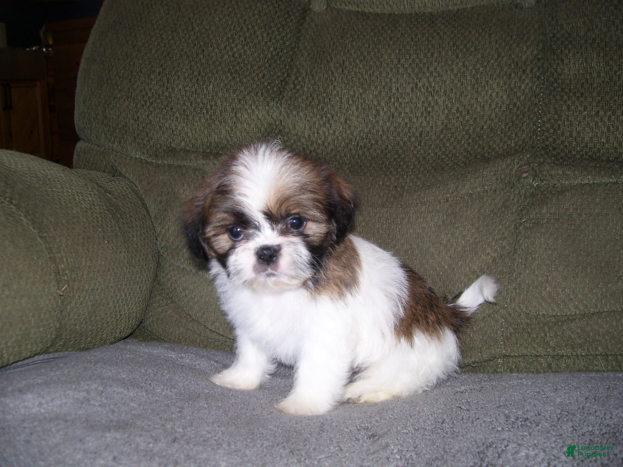 Shih Tzu dogs TOBY - Ad 23