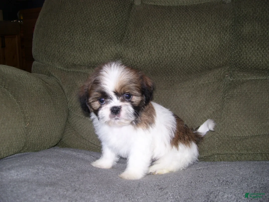 Shih Tzu dogs for sale: TOBY - Ad 1