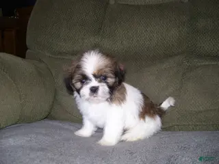 Shih Tzu dogs TOBY - Ad 23