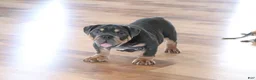English Bulldog dogs for sale: Spike - Ad 4