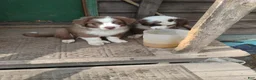 Australian Shepherd dogs for sale: Rocky - Ad 3
