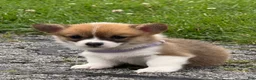 Welsh Corgi Pembroke dogs for sale: Idgie  - Ad 7