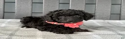Cockapoo dogs for sale: Oakley  - Ad 7