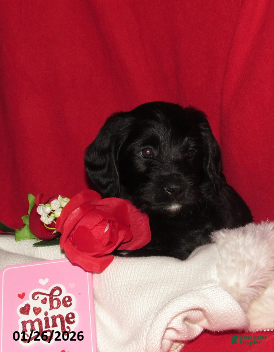 Labradoodle dogs for sale: Milo - Ad 5