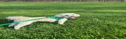 Toy Poodle dogs for stud: Toy Poodle Stud - Ad 1