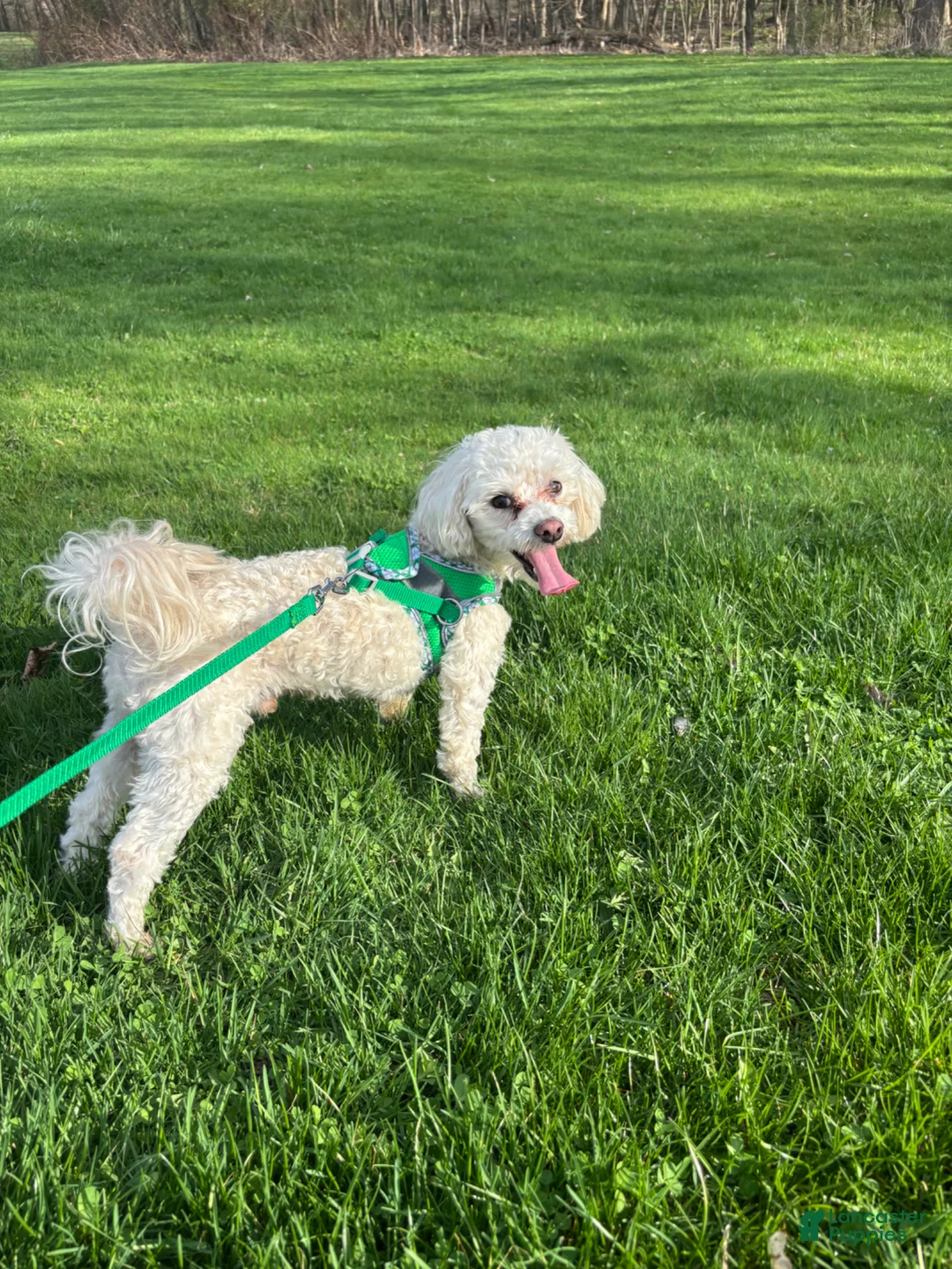 Toy Poodle dogs for stud: Toy Poodle Stud - Ad 1