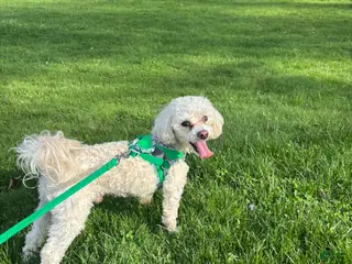 Toy Poodle dogs Toy Poodle Stud - Ad 2