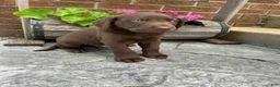 Labrador Retriever dogs for sale: Sam  - Ad 7