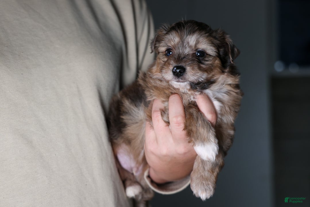 Mini Aussiedoodle dogs for sale: Gunner - Ad 21