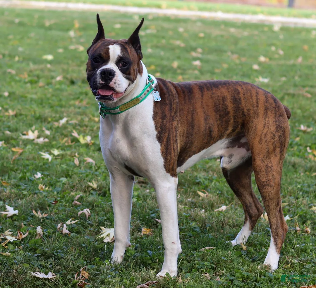 Boxer dogs for sale: Kelli - Ad 7