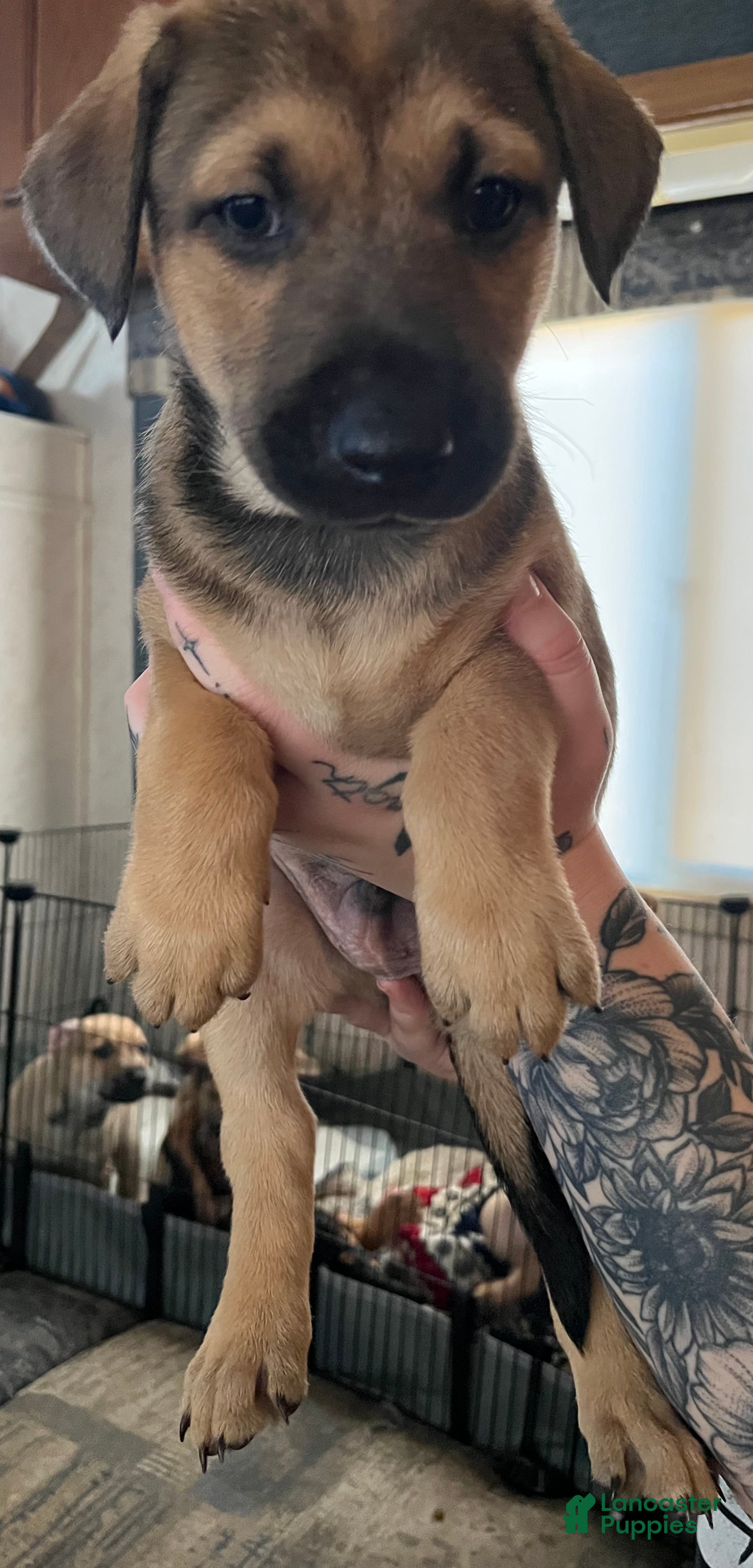 Mixed Breed dogs Mixed Breed Puppy 5 - Ad 2