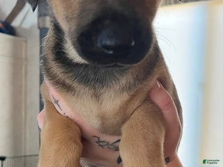 Mixed Breed dogs Mixed Breed Puppy 5 - Ad 7