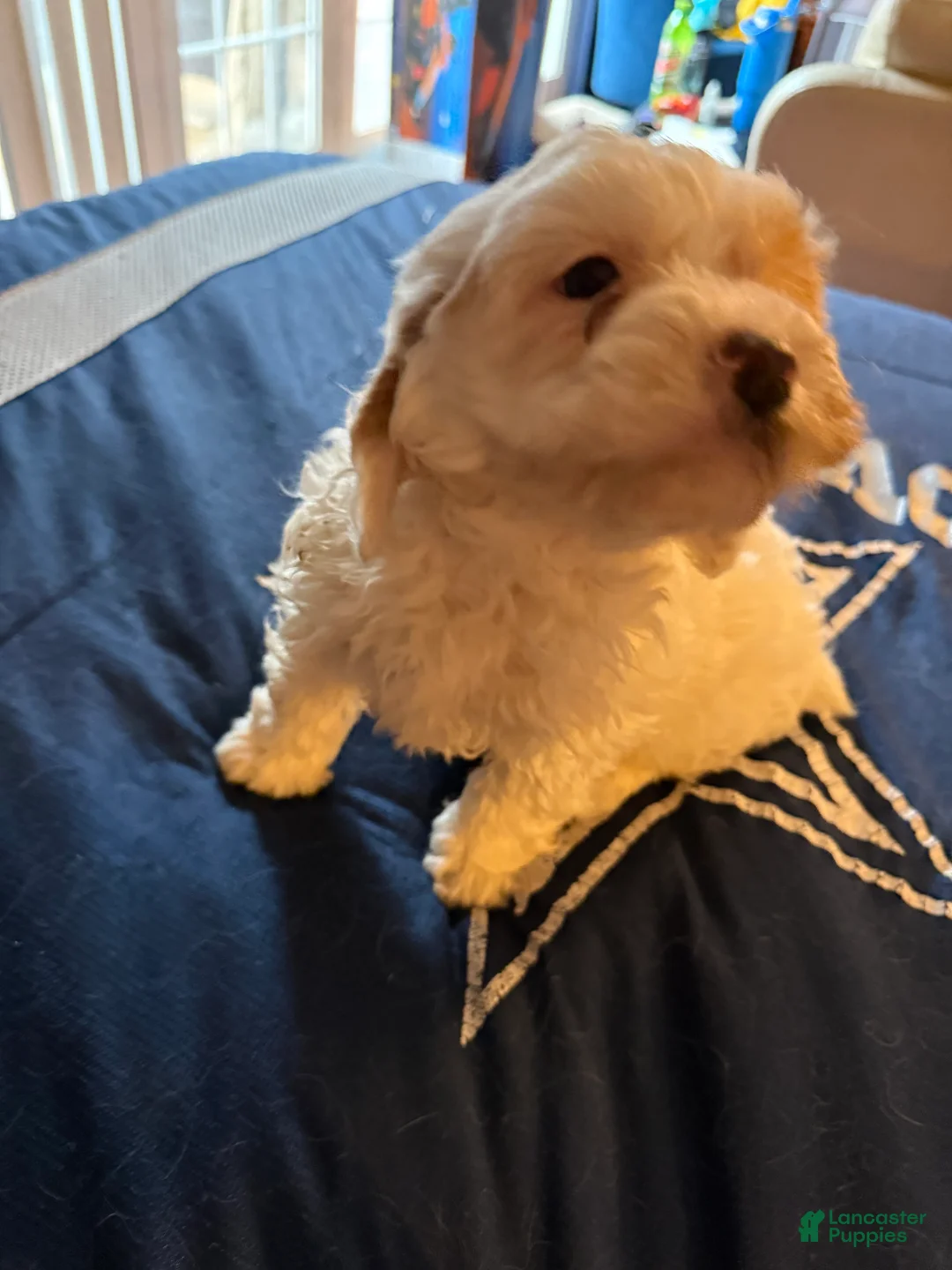 Cavapoo dogs for sale: Max a million  - Ad 1