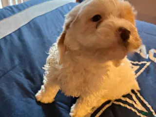 Cavapoo dogs for sale: Max a million - Ad 4