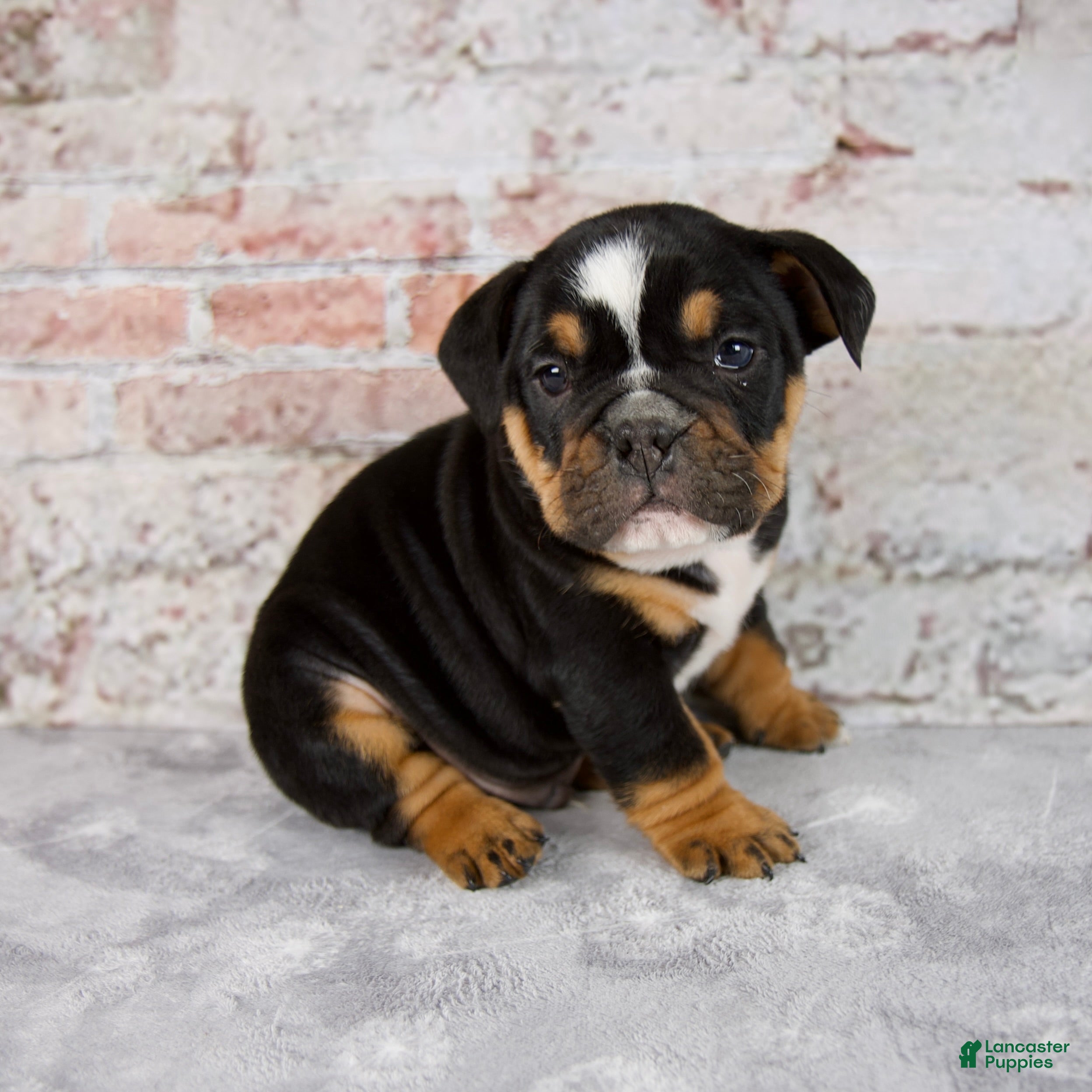 Beabull dogs Grady - Ad 1