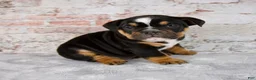 Beabull dogs for sale: Grady - Ad 1
