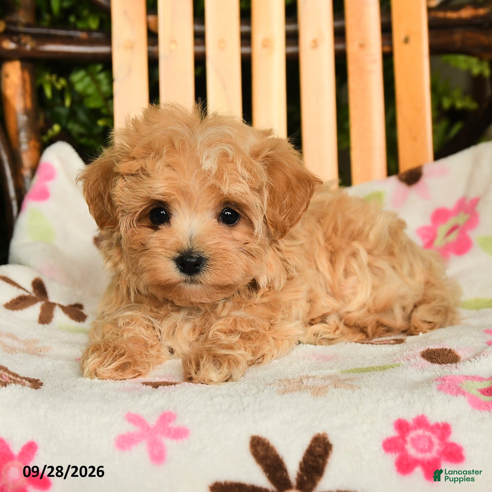 Maltipoo dogs Moxie - Ad 2