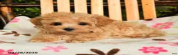 Maltipoo dogs for sale: Moxie - Ad 2