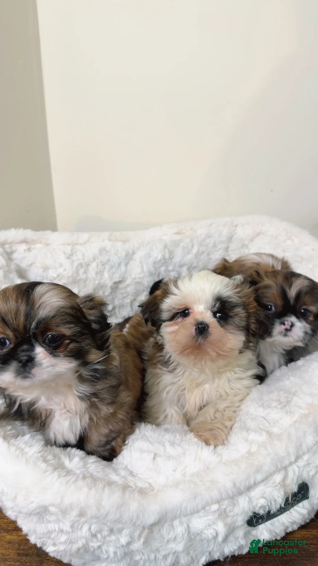 Shih Tzu dogs for sale: Jet  - Ad 5