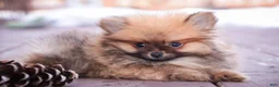 Pomeranian dogs for sale: Bennet - Ad 5