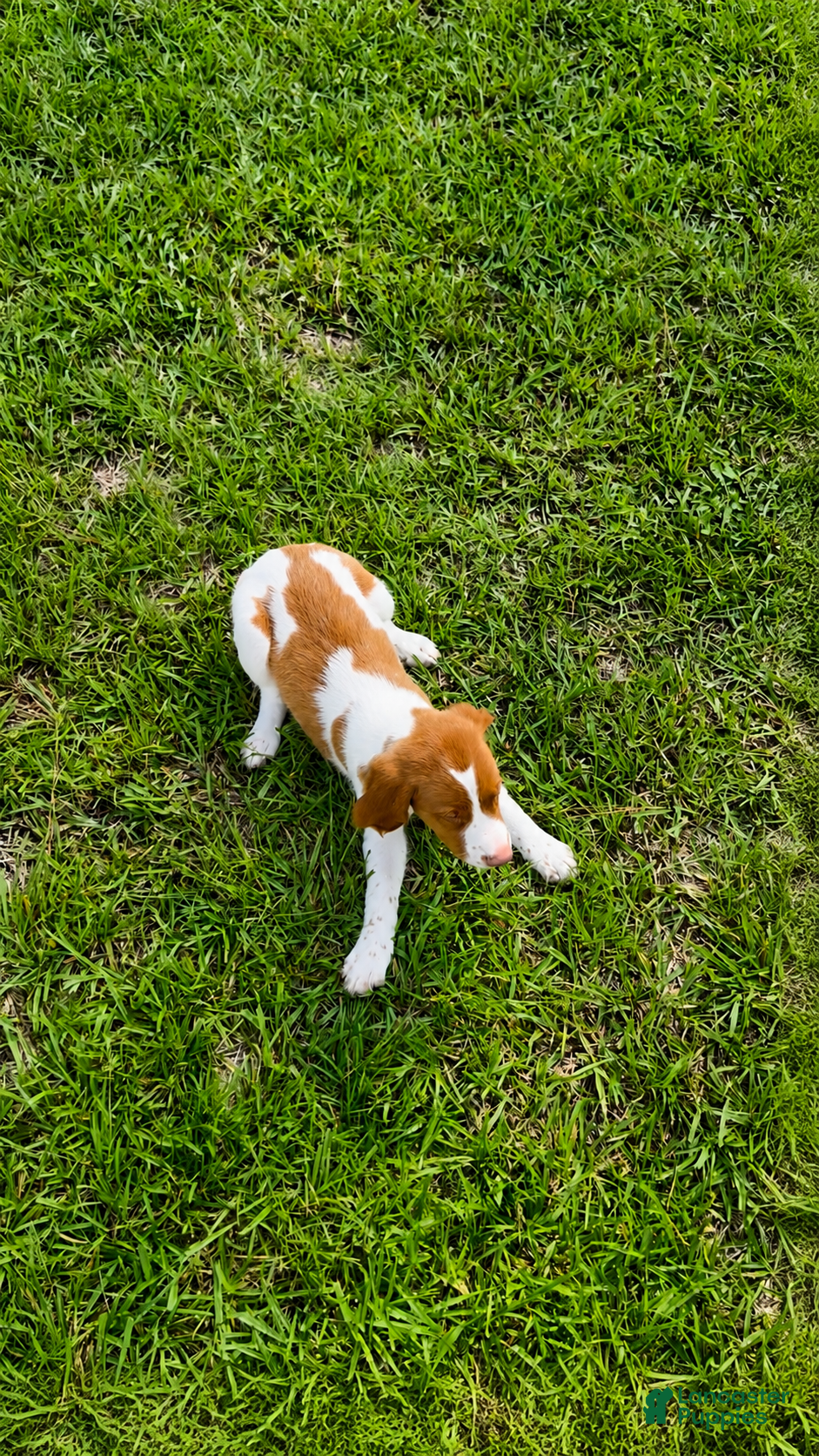 Brittany Spaniel dogs Jackson - Ad 2