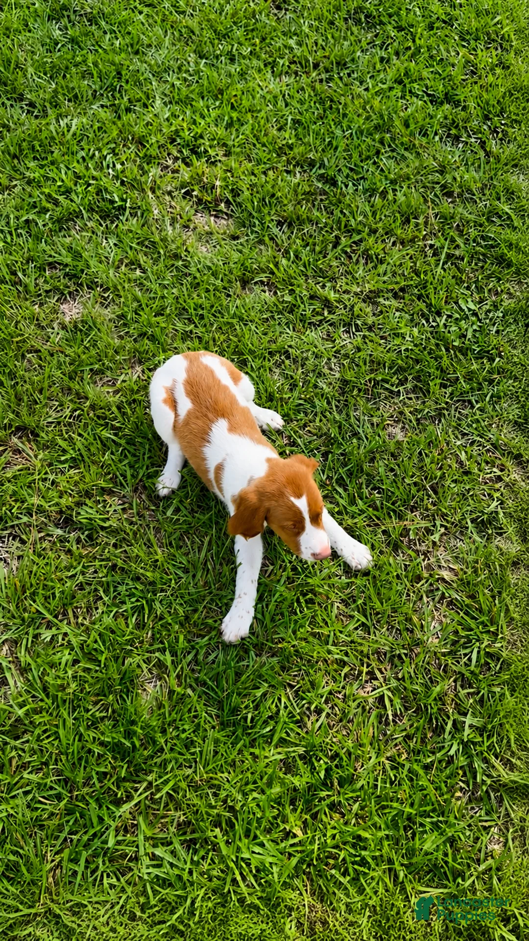 Brittany Spaniel dogs for sale: Jackson - Ad 2