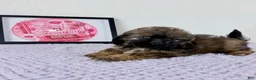 Shihpoo dogs for sale: Regina - Ad 4