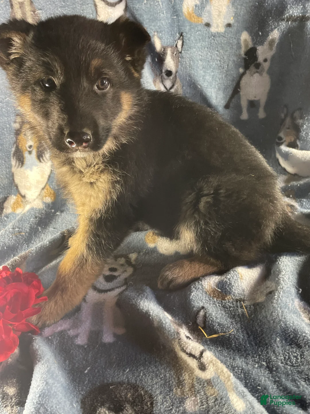 German Shepherd dogs for sale: Bear - Ad 4