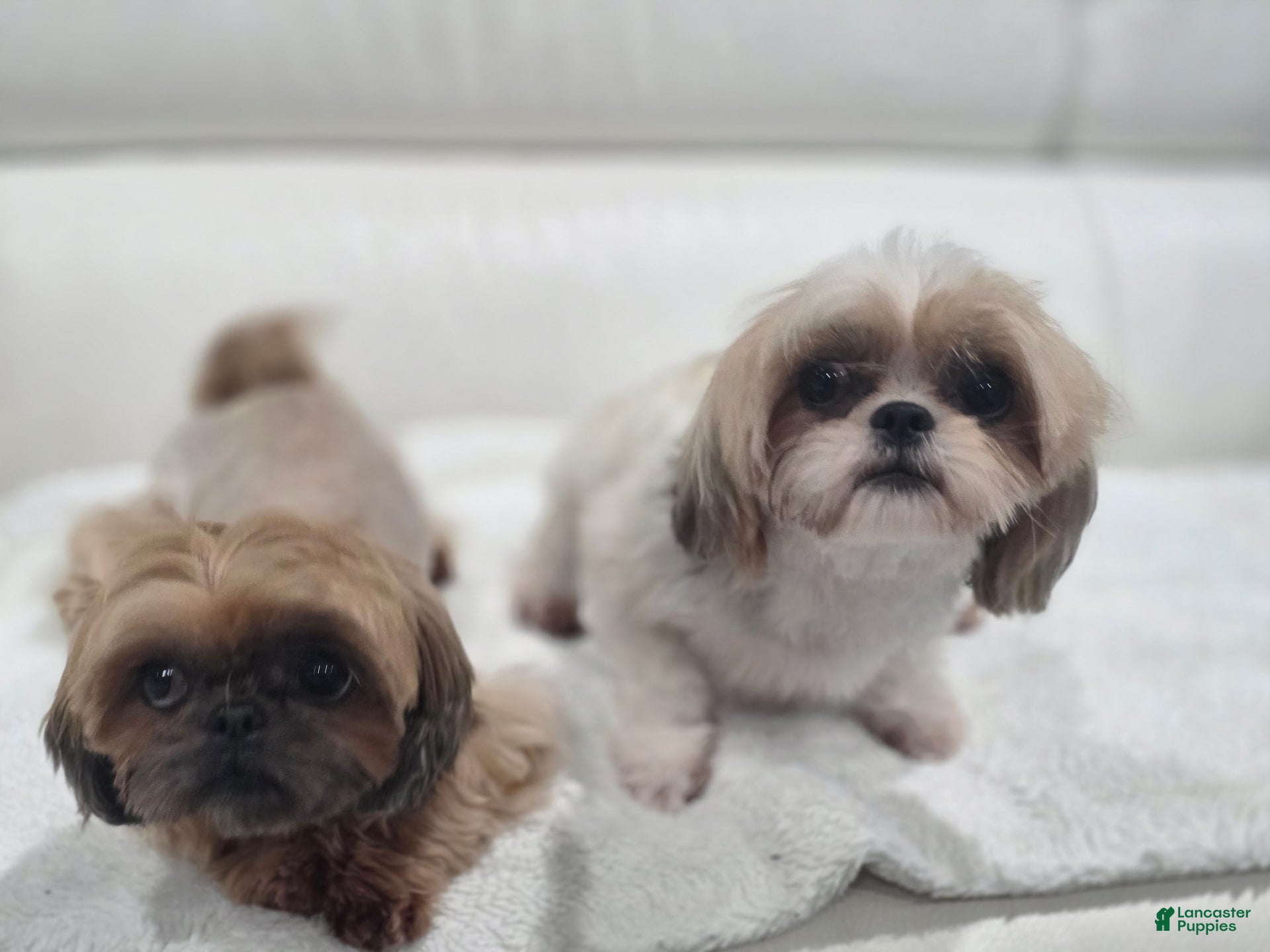 Chinese Imperial Imperial Type Shih Tzu Tzu Puppies Imperial Imps