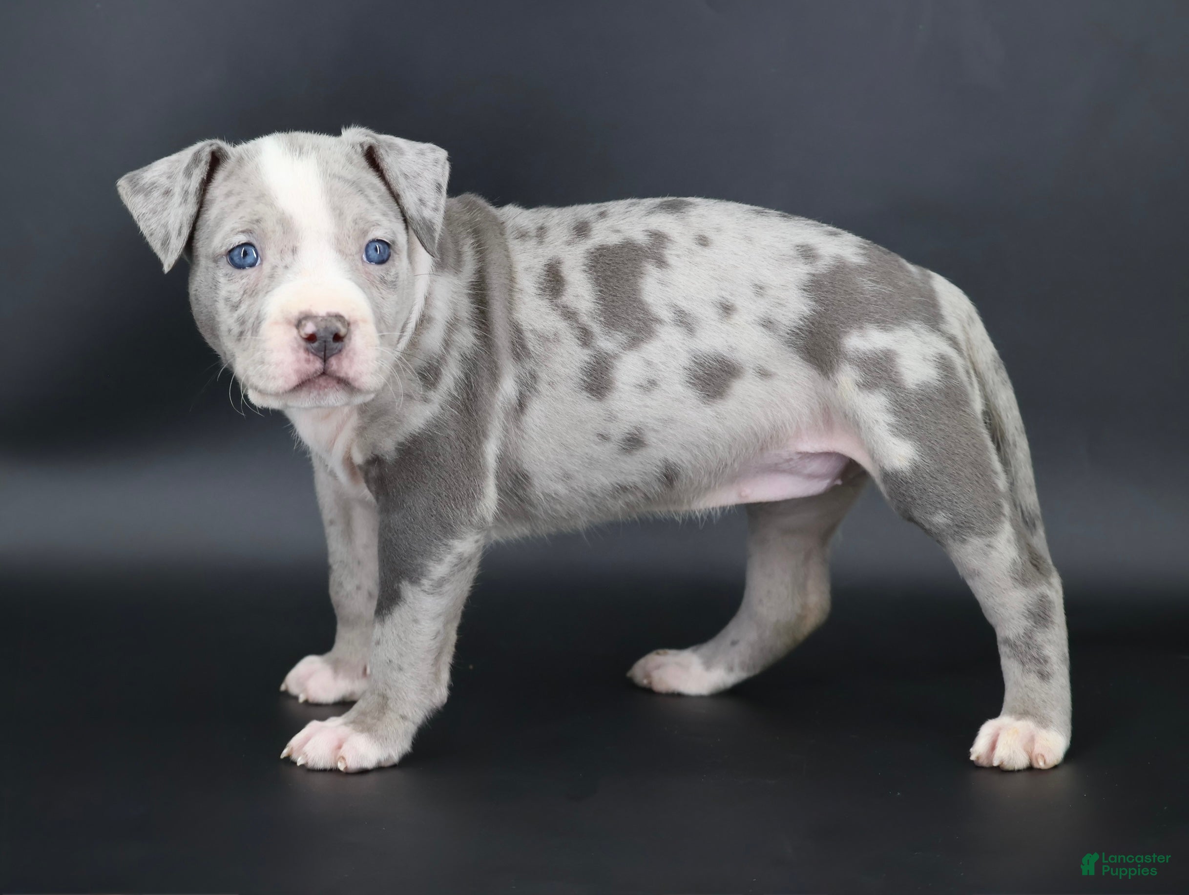 American Bully dogs for sale: Empress - Ad 4