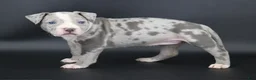 American Bully dogs for sale: Empress - Ad 1